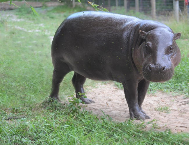 Six West African Pygmy Hippos <br>Now Call Gulf Breeze, Fla. Home