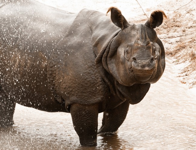 Gulf Breeze Zoo Welcomes Greater One-horned Rhino