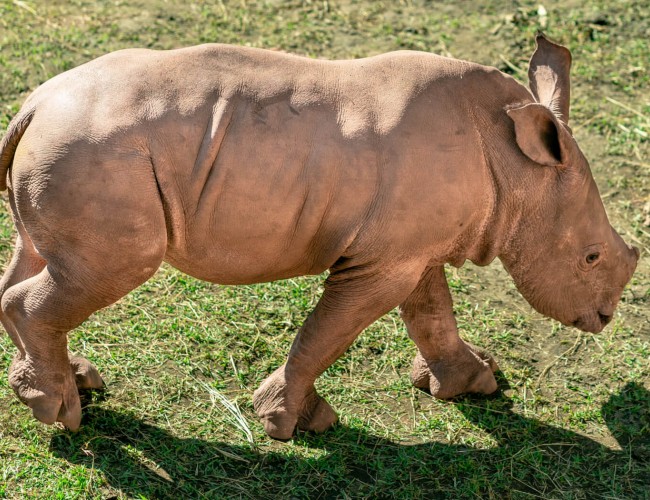 Second Southern White Rhino Born <br>at the Gulf Breeze Zoo