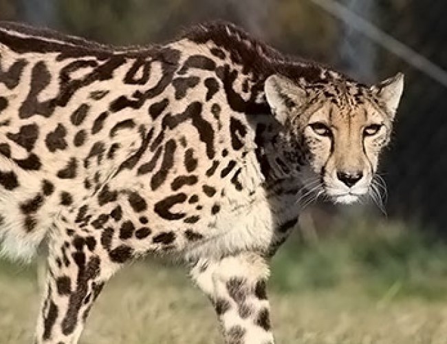 Virginia Safari Park Races to Save Vulnerable Cheetahs