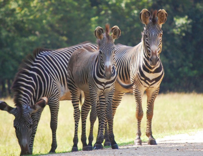 Alabama Safari Park Announces the <br>Birth of its First Grevy’s Zebra