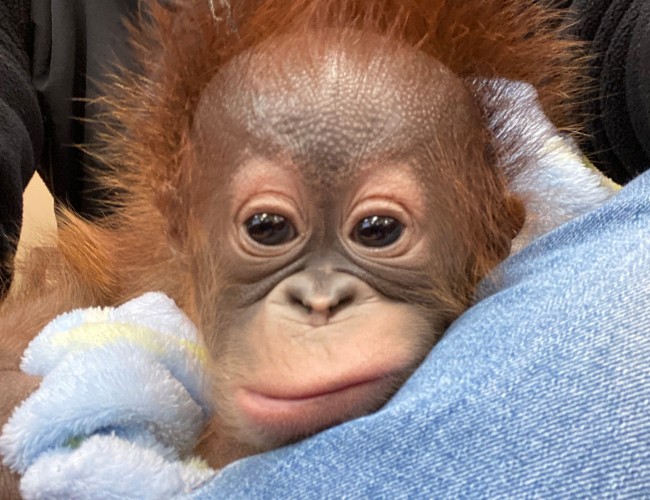 Gulf Breeze Zoo Gives Thanks for New Baby Orangutan